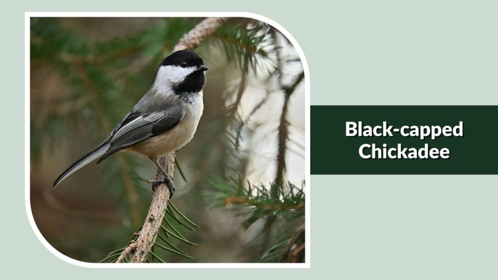 Black-capped Chickadee