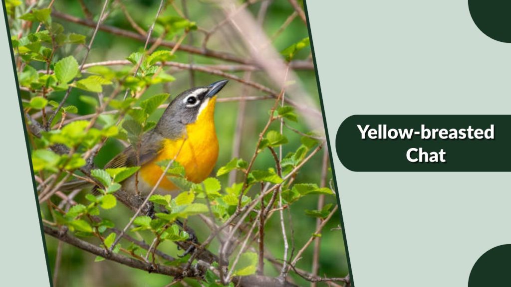 Yellow-breasted Chat
