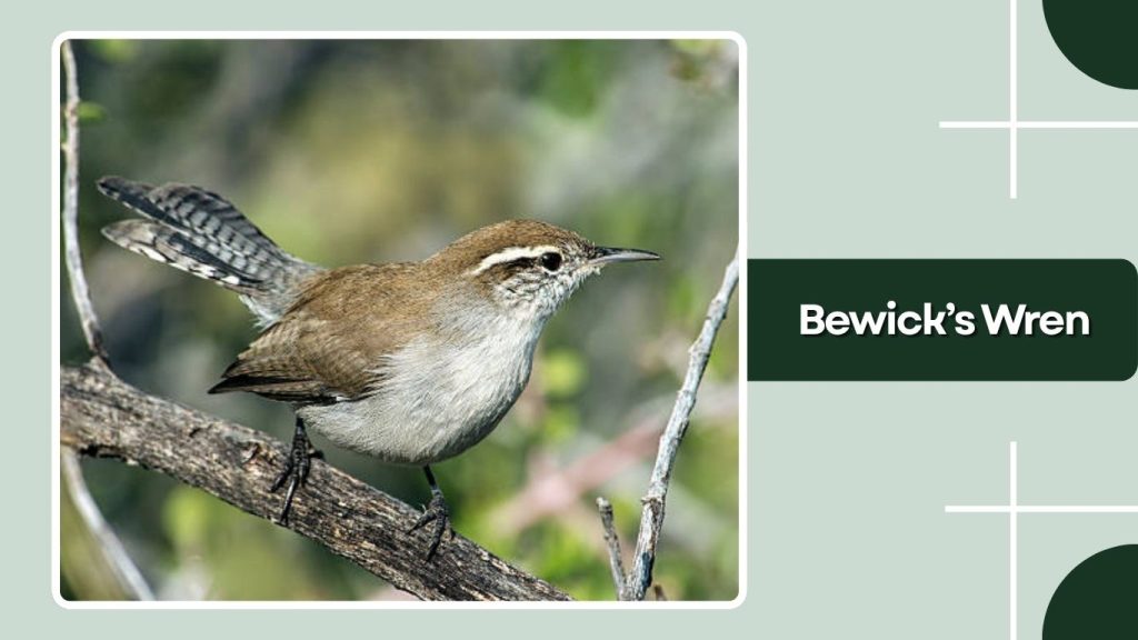 Bewick’s Wren