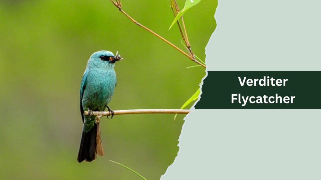 Verditer Flycatcher
