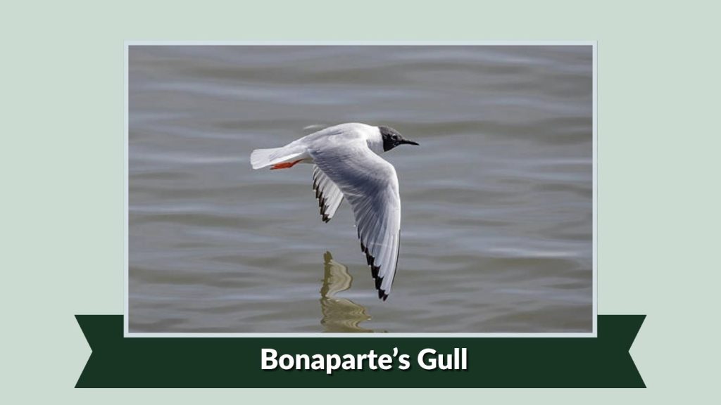 Bonaparte’s Gull