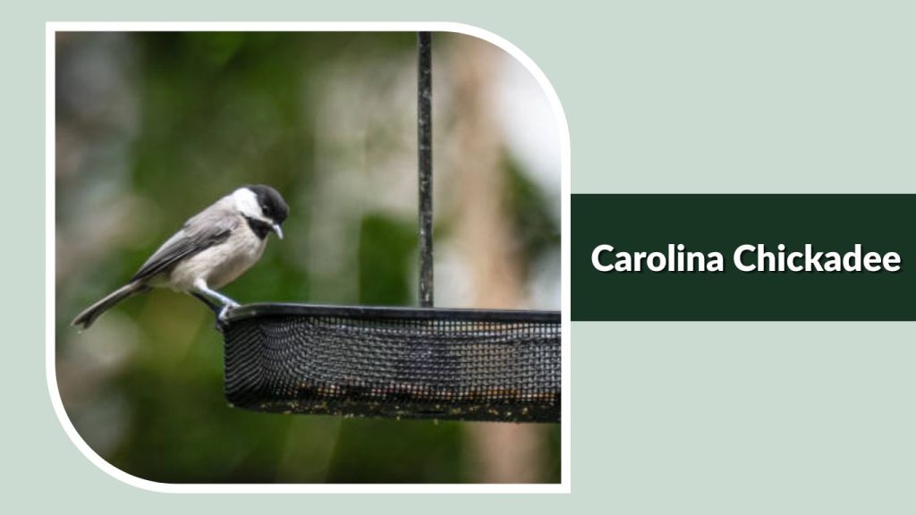 Carolina Chickadee