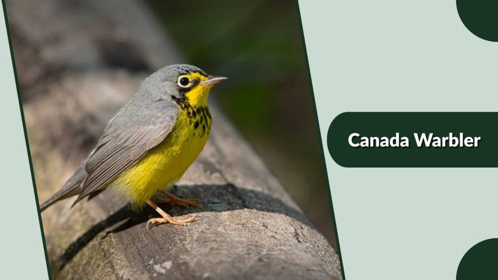 Canada Warbler