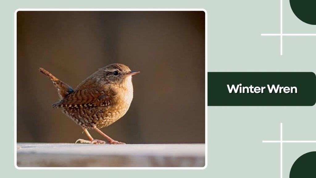 . Winter Wren