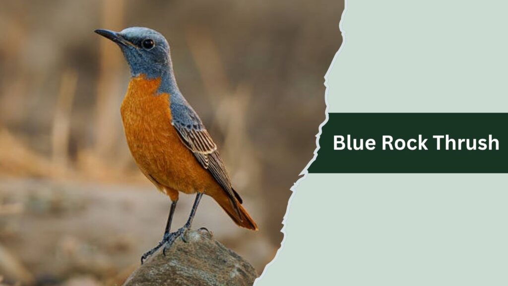 Blue Rock Thrush