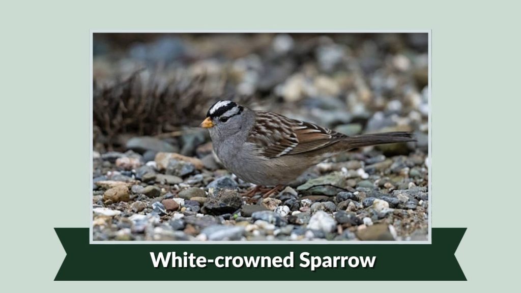  White-crowned Sparrow