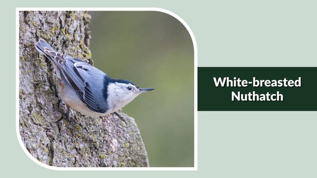  White-breasted Nuthatch