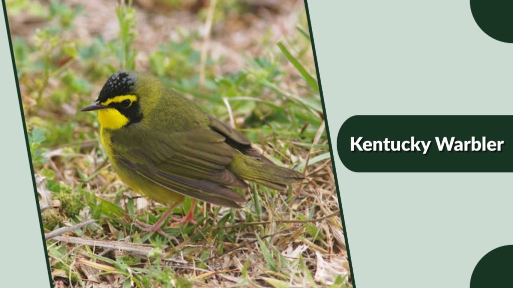 Kentucky Warbler