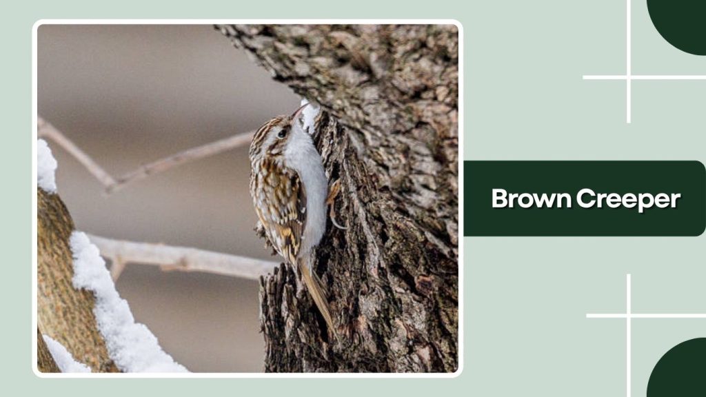  Brown Creeper