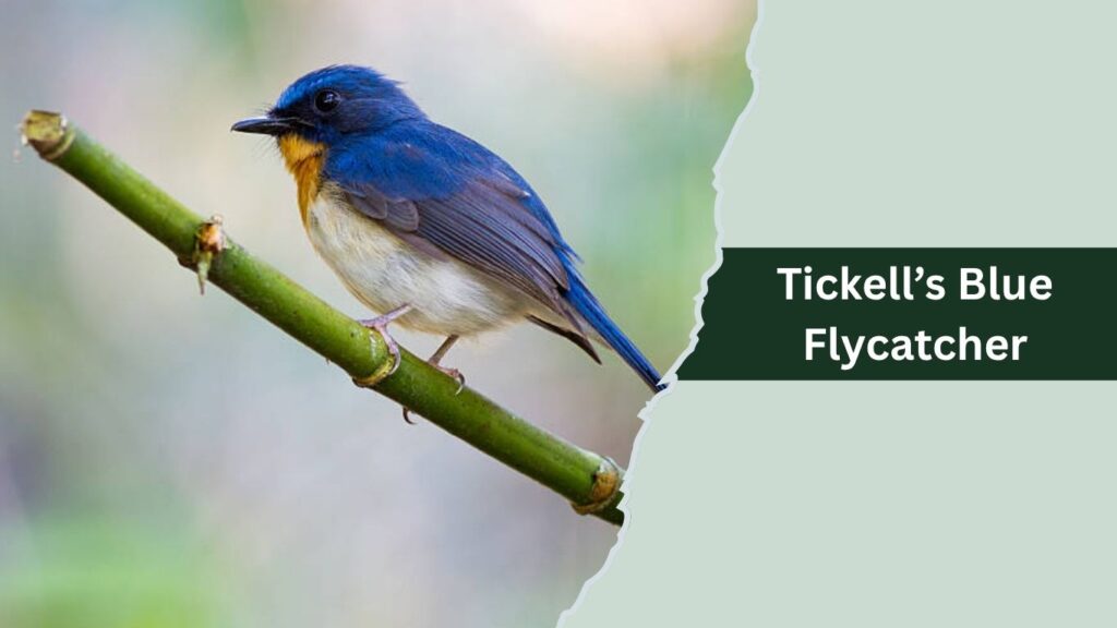 Tickell’s Blue Flycatcher