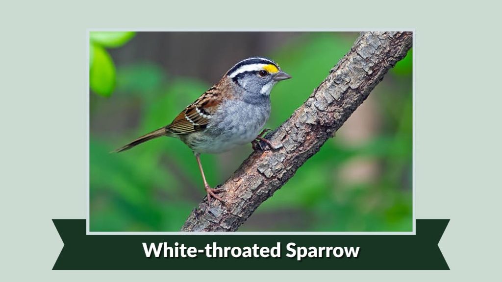 White-throated Sparrow