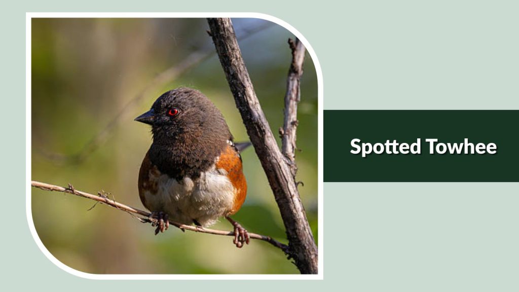 Spotted Towhee