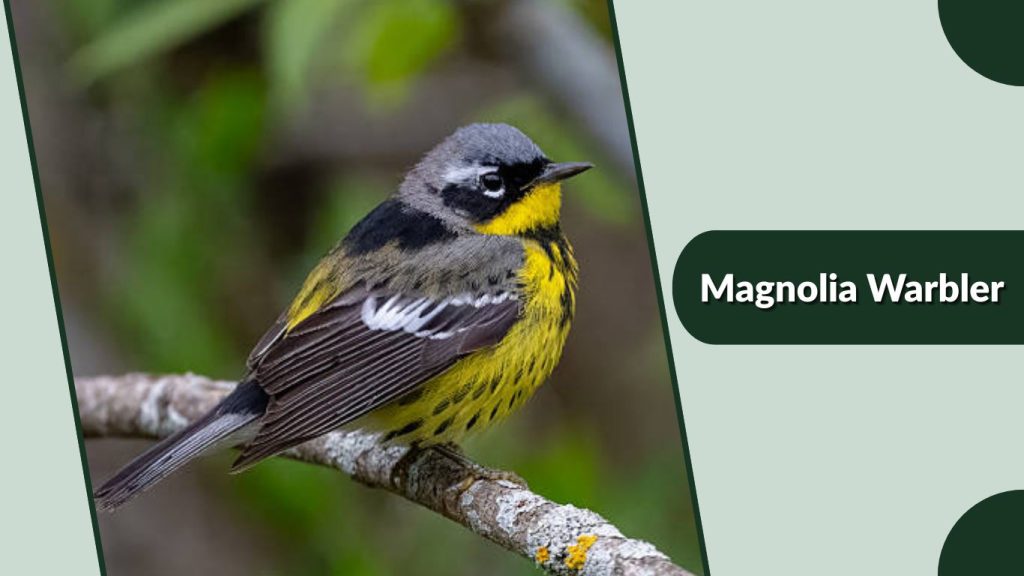  Magnolia Warbler