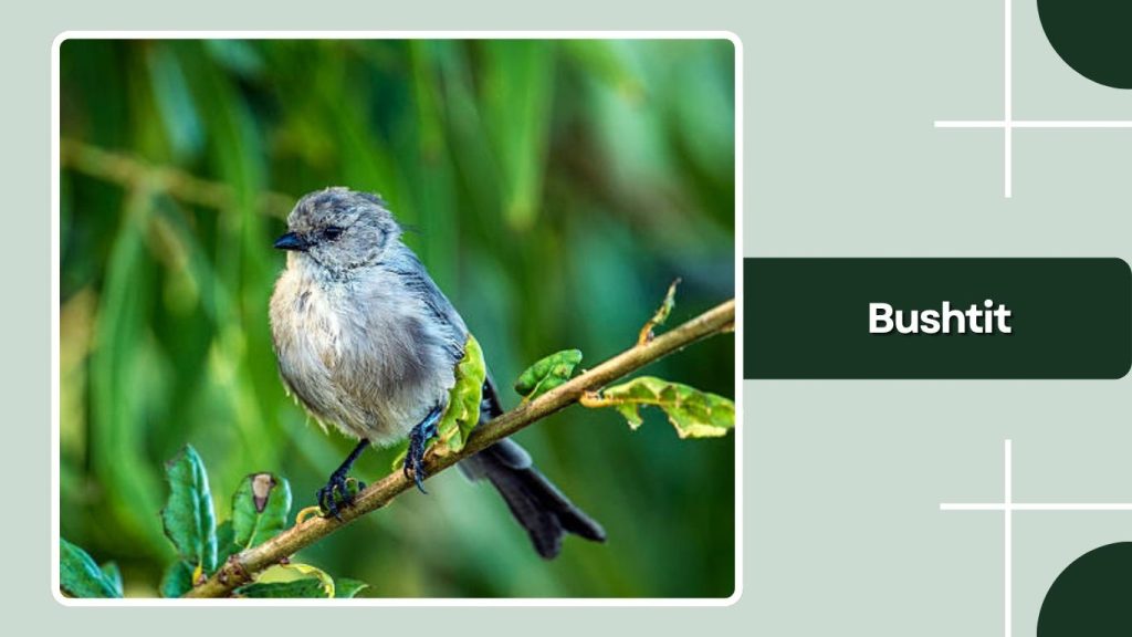 Bushtit