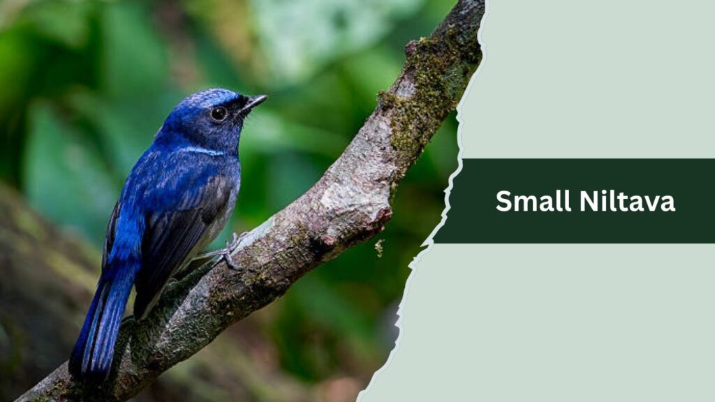 Small Niltava