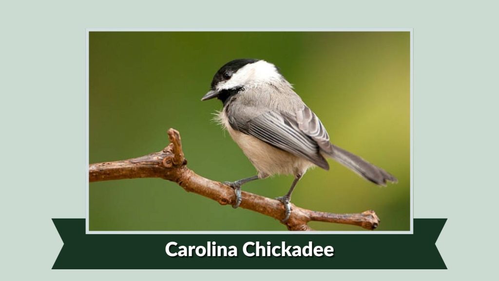 Carolina Chickadee