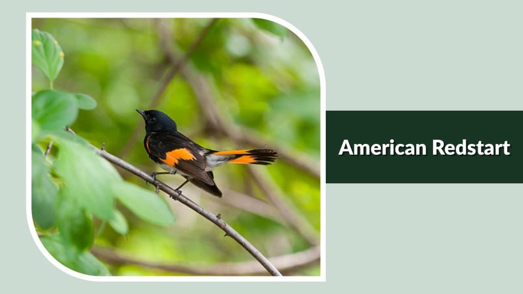 American Redstart
