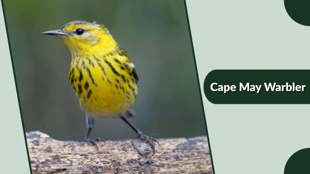 Cape May Warbler
