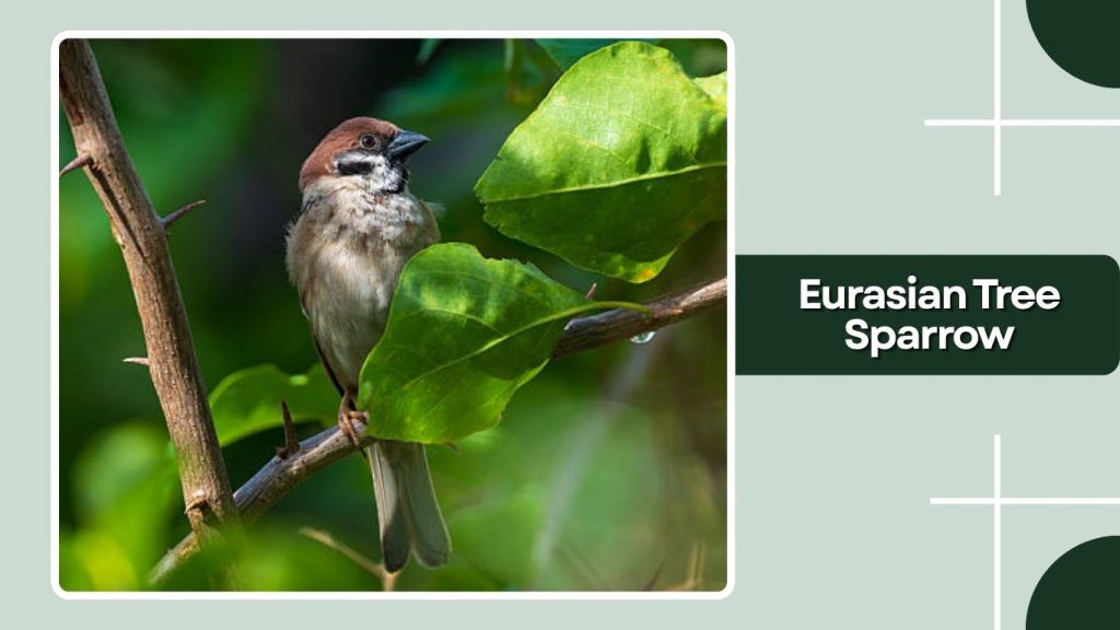  Eurasian Tree Sparrow