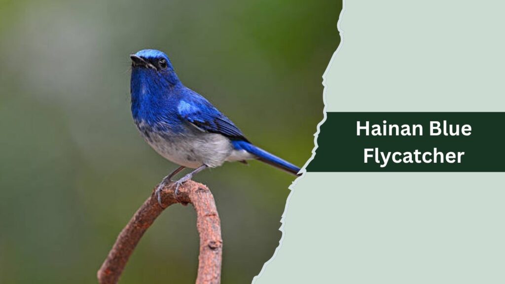 Hainan Blue Flycatcher
