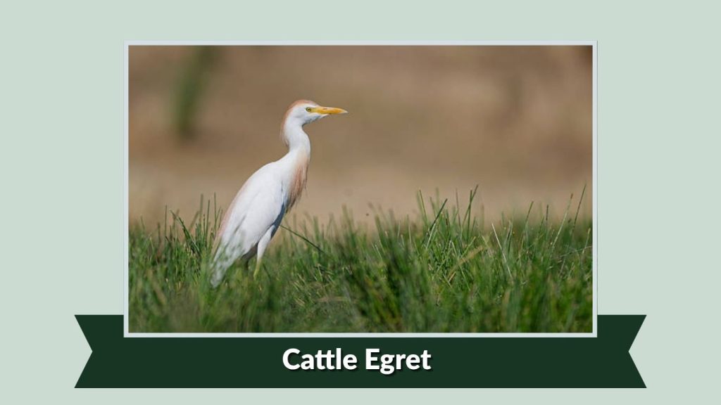 Cattle Egret