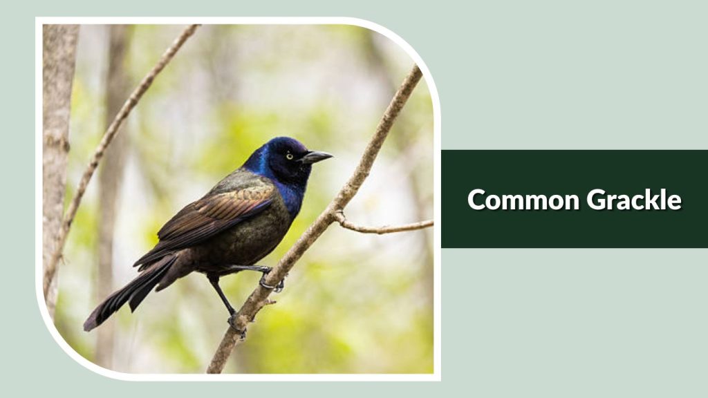 Common Grackle