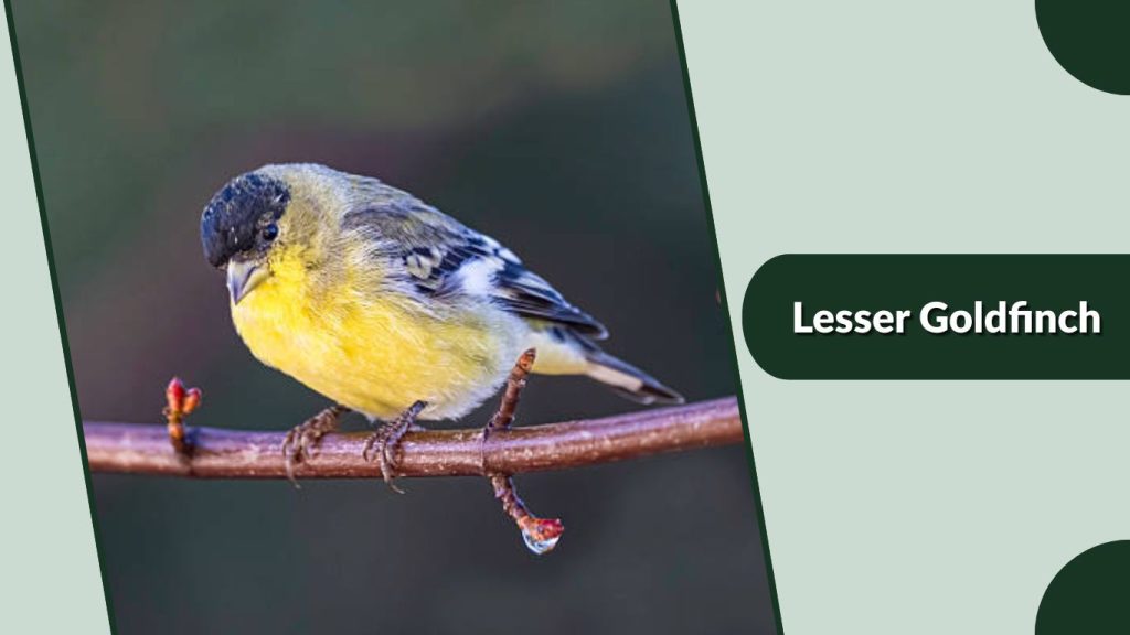 Lesser Goldfinch