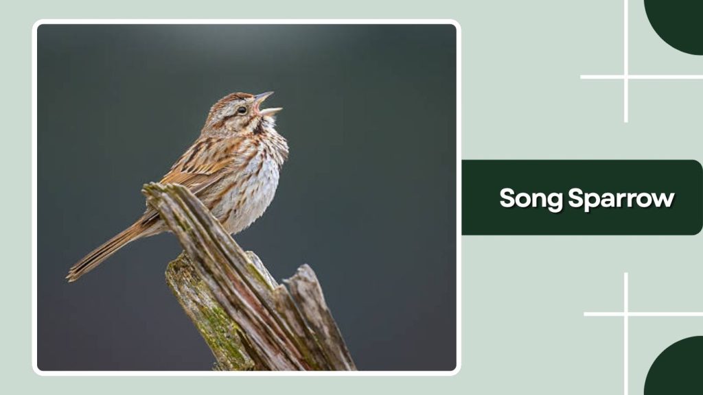 Song Sparrow