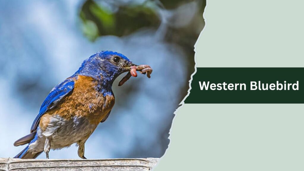 Western Bluebird