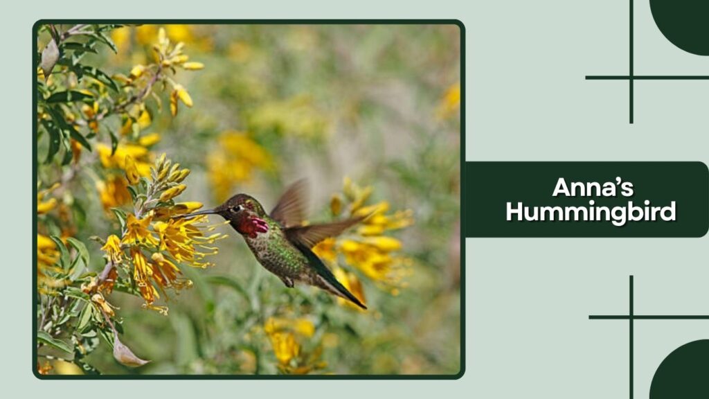 Anna’s Hummingbird