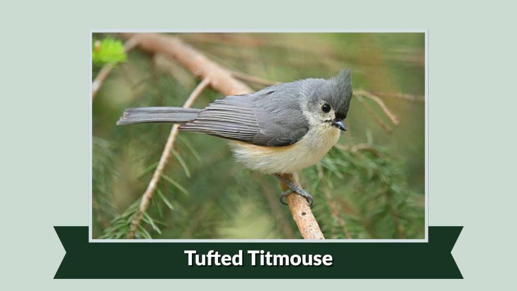  Tufted Titmouse