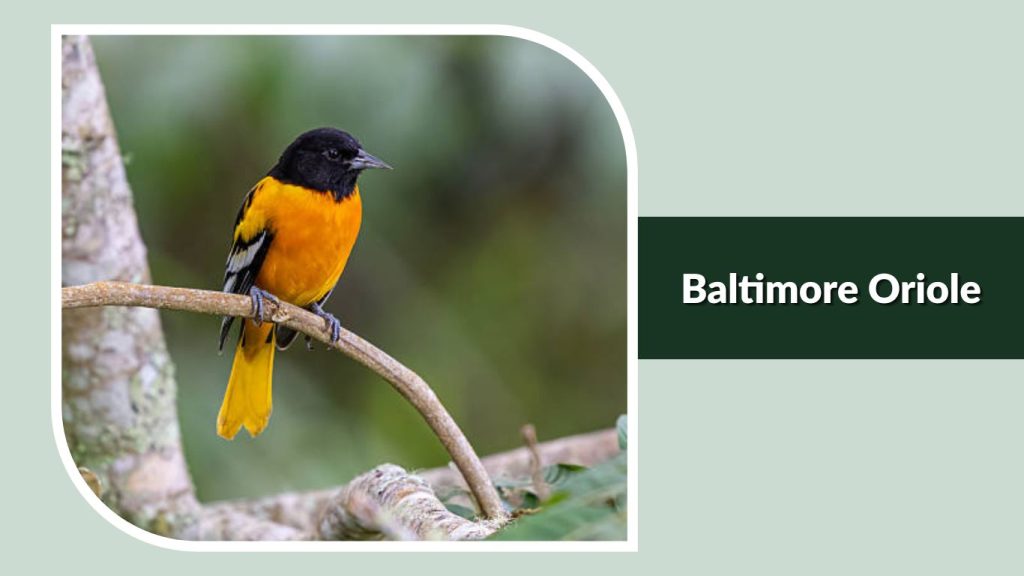 Baltimore Oriole