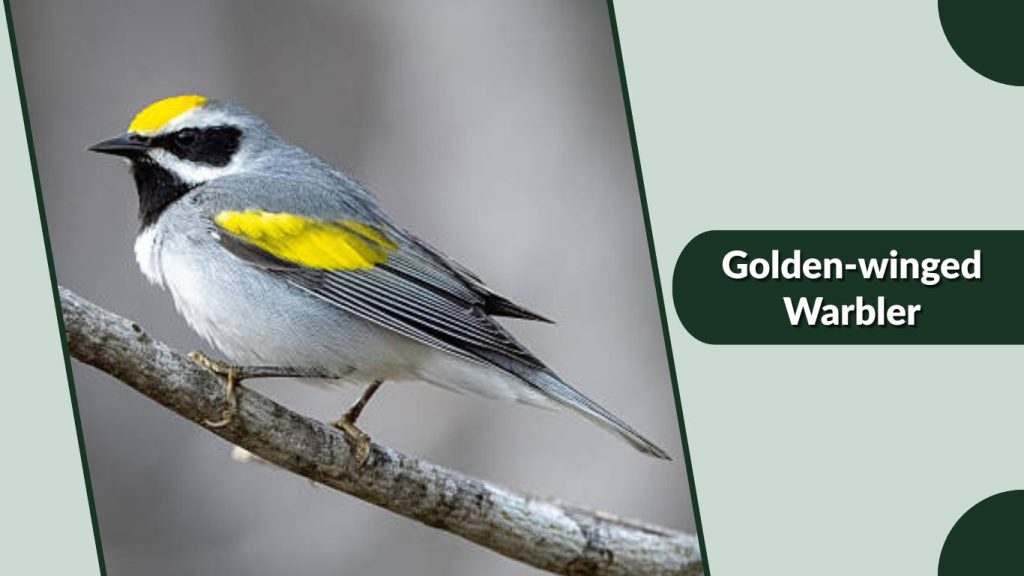 Golden-winged Warbler