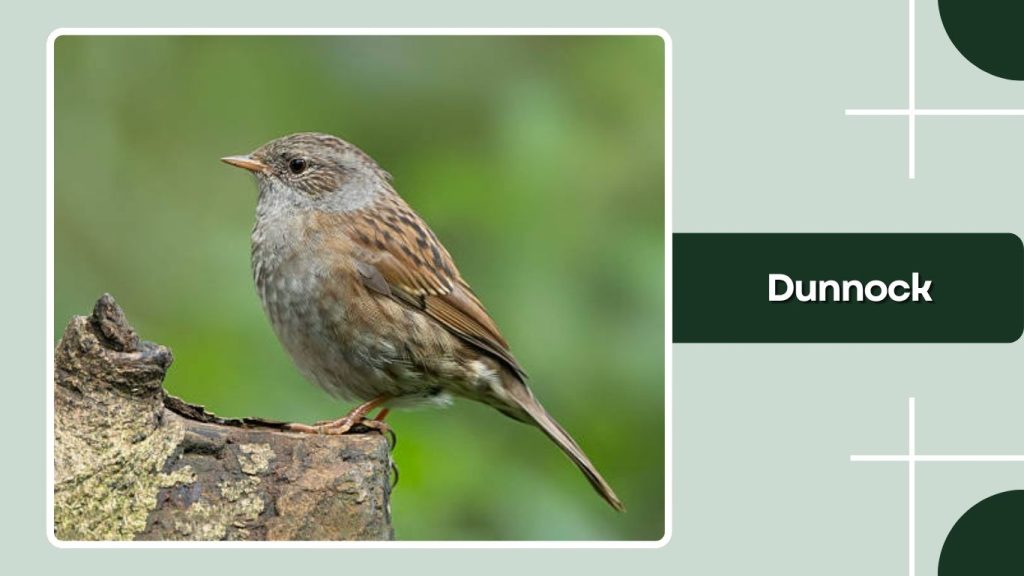 Dunnock