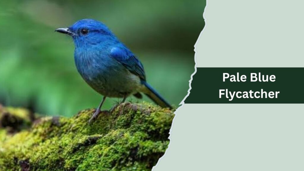 Pale Blue Flycatcher