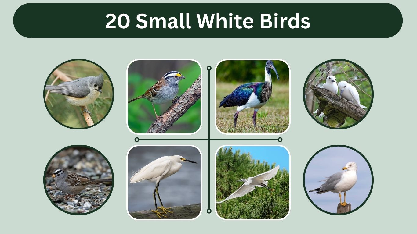 20 Small White Birds: Identification, Habitat, and Facts