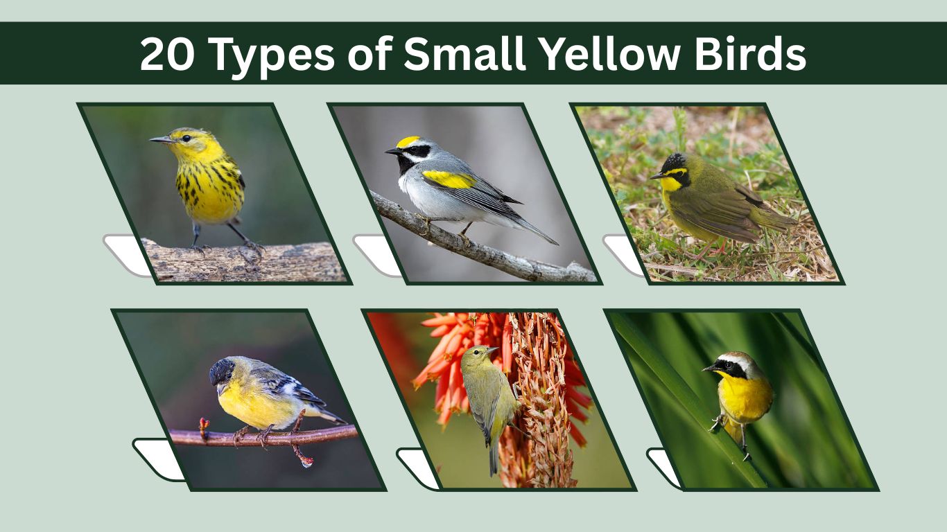 20 Types of Small Yellow Birds : Identification with Pictures