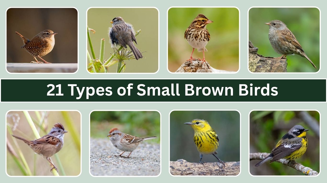 21 Types of Small Brown Birds: Identification with Pictures