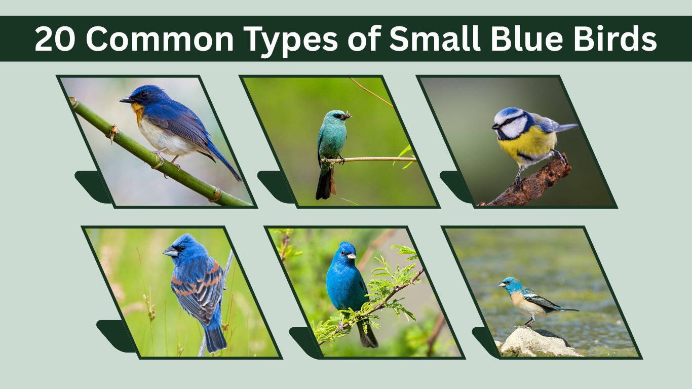 20 Common Types of Small Blue Birds: Identification with Pictures