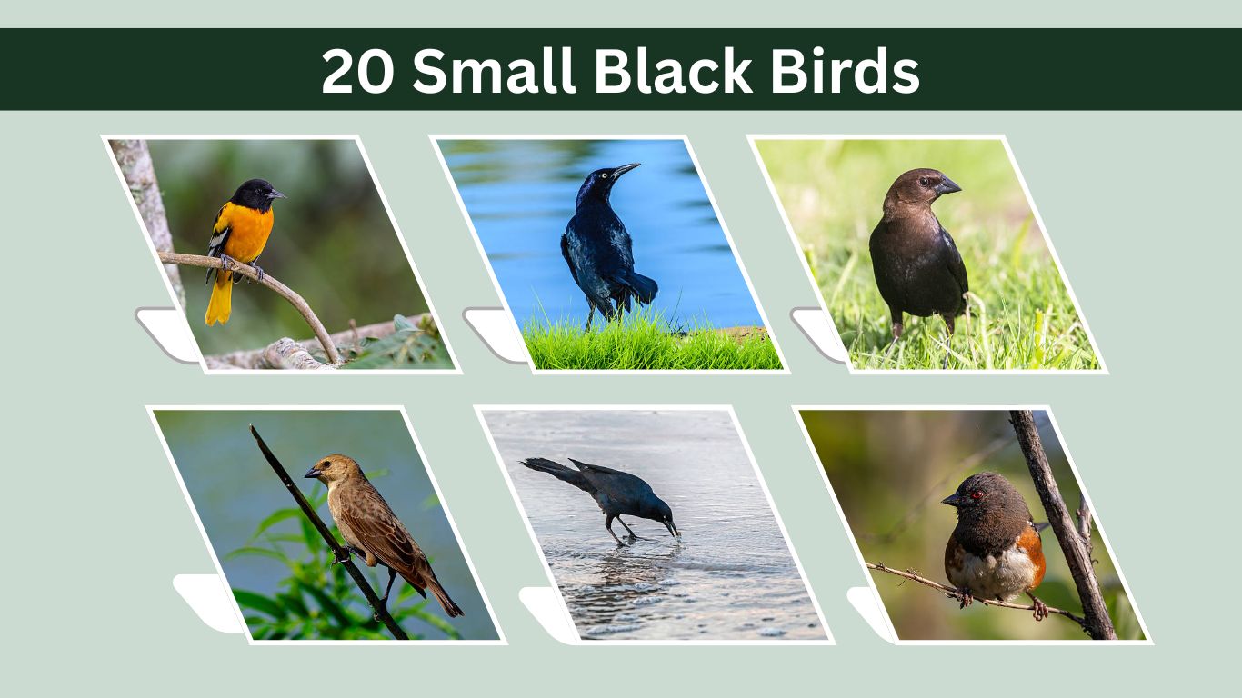 20 Small Black Birds: Identification, Habitat, and Facts