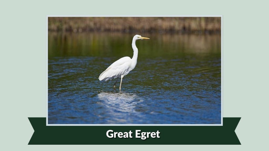 Great Egret
