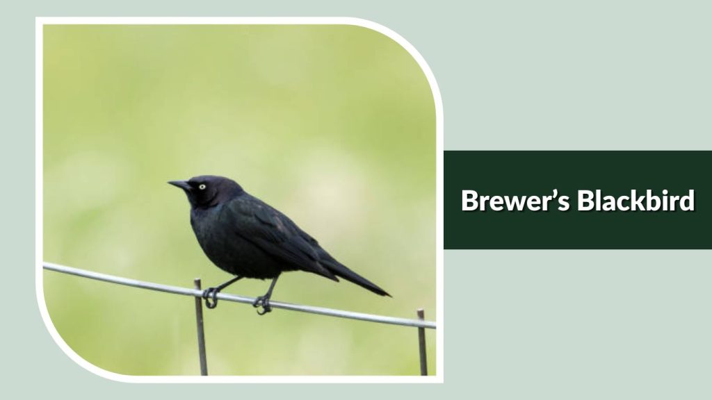  Brewer’s Blackbird