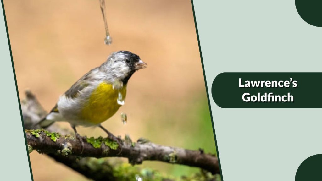 Lawrence’s Goldfinch