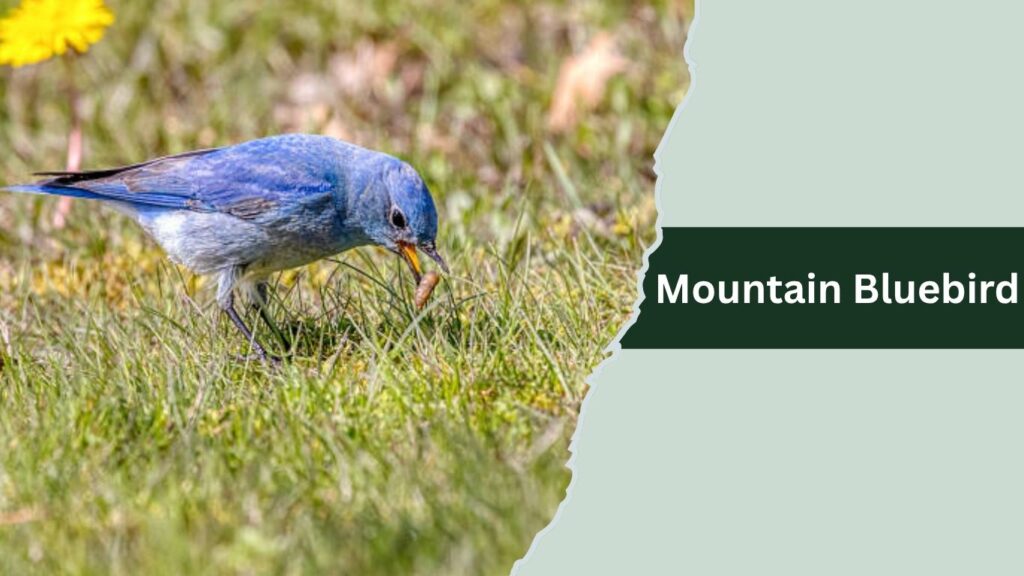 Mountain Bluebird