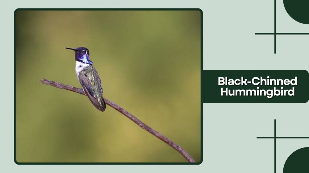 Black-Chinned Hummingbird