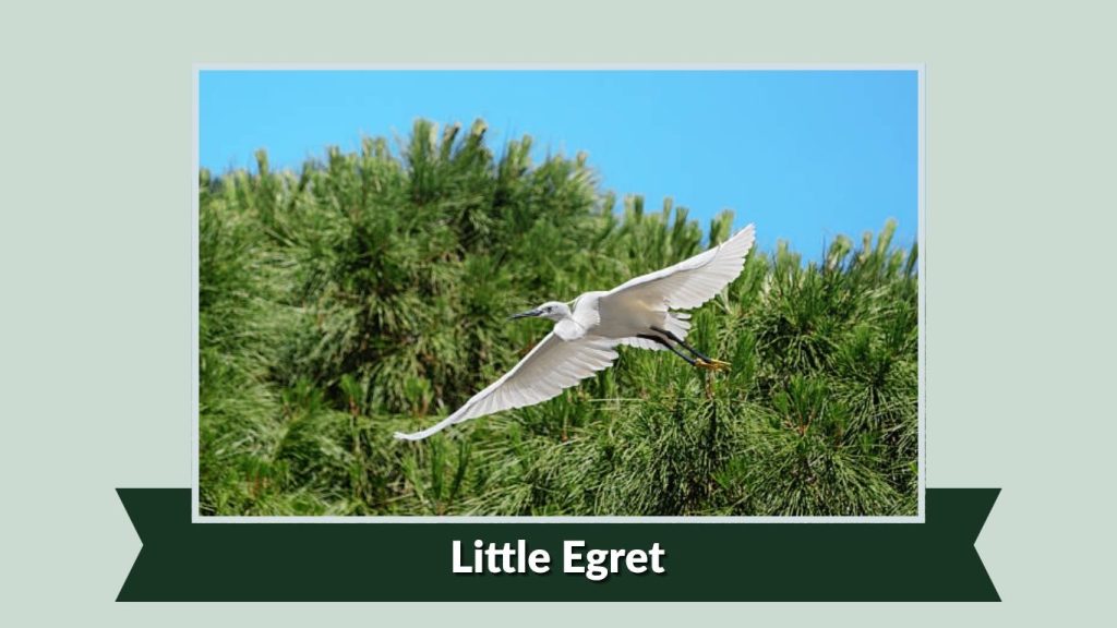 Little Egret