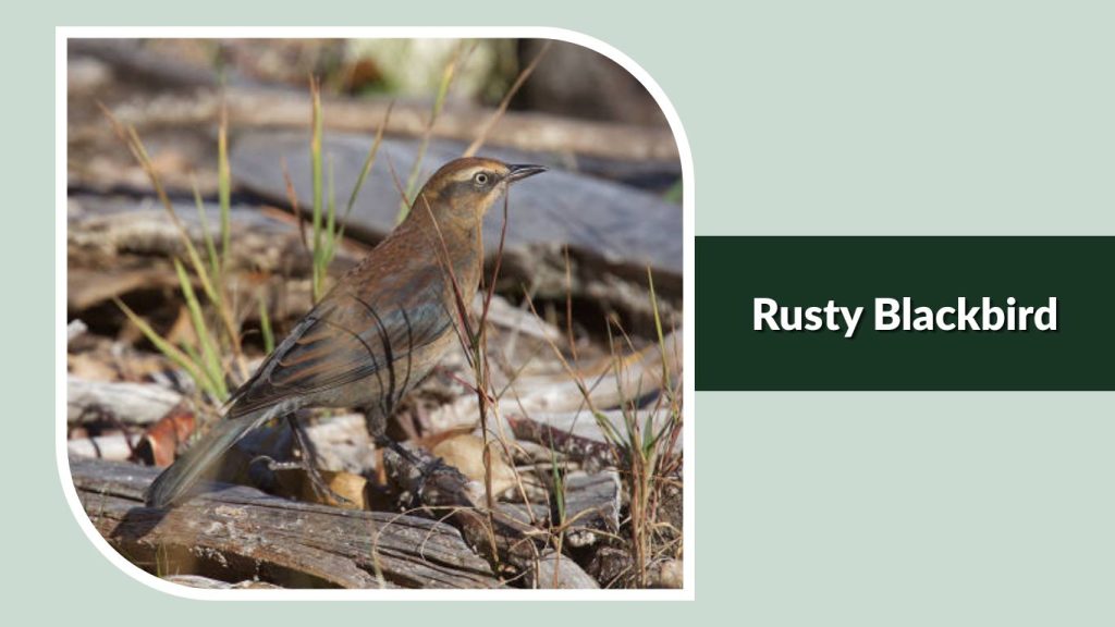 Rusty Blackbird