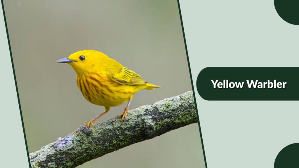 Yellow Warbler
