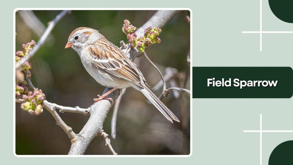 Field Sparrow