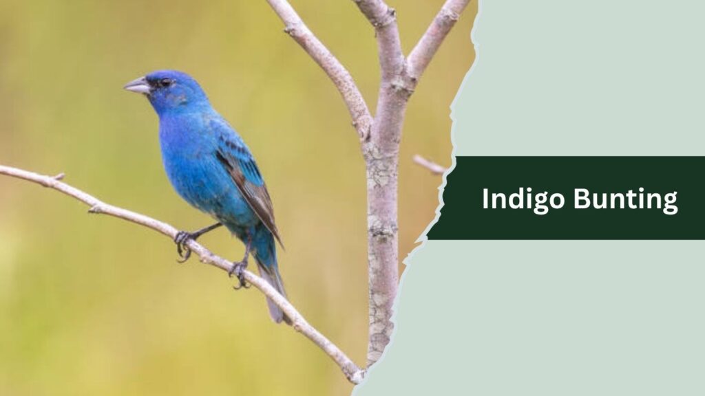 Indigo Bunting